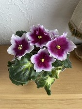 Usambaraveilchen Blätter