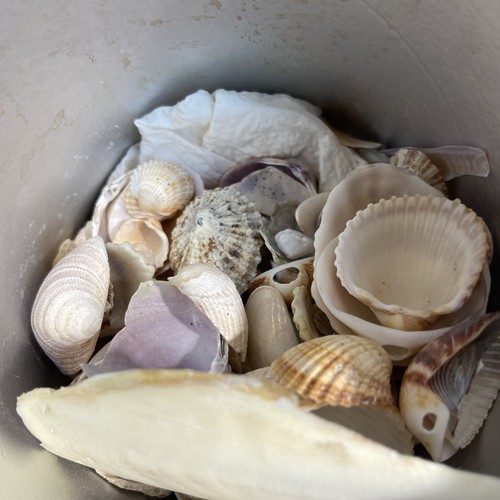 Muschelsammlung seemuscheln - muschelsammlung,