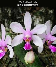 Phalaenopsis wilsonii sib - phalaenopsis,