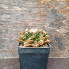 Ariocarpus hintonii XXL own roots