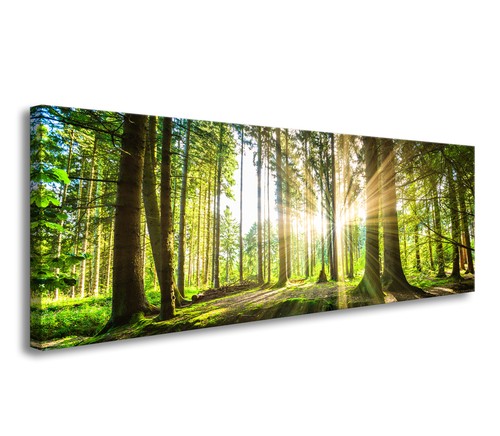 Bild tlg wald - 1,