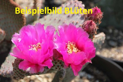 Opuntia basilaris moab - opuntia,