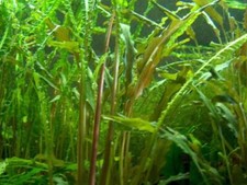 Aquariumset für 200 Literbecken Wasserpflanzen, Dünger