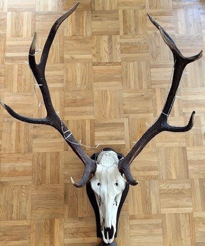 Hirsch geweih mit - hirsch,