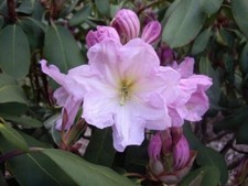 Baum-Rhododendron / Alpenrose