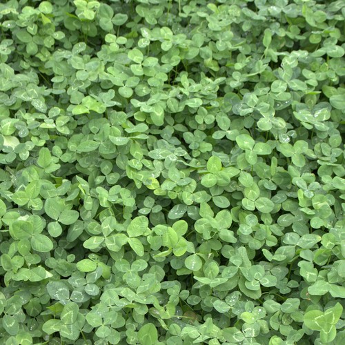 Weißklee trifolium repens - trifolium, 25