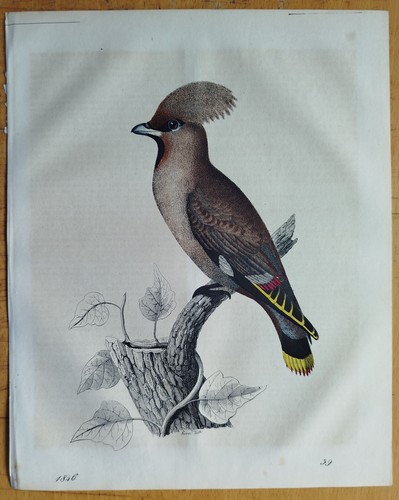 Vögel seidenschwanz buch - vögel,