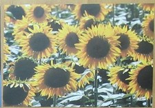 Poster / Sonnenblumen / ca. 40,5 cm breit, ca. 27,9 cm hoch / matt glänzend