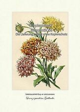 Lorenzs garschöne Gaillardie Kokardenblume Papageienblume Vilmorin A4 127