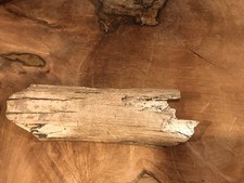 Fossiler mammutzahn - fossiler,