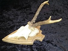 Rehbock Rehgeweihe Geweih