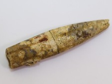 Belemnit, Conohibolites