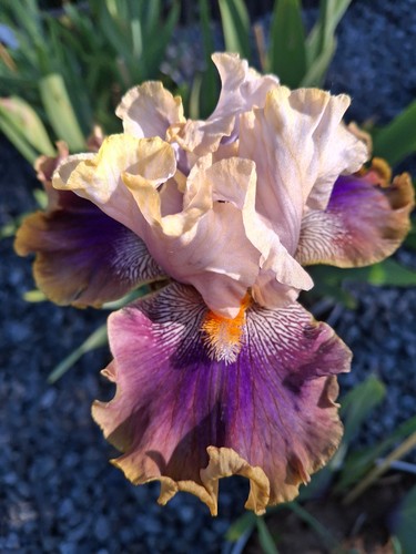 Schwertlilie iris rare blend - iris,