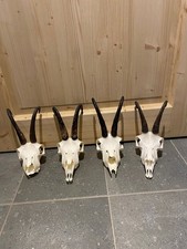 4 Gamstrophäen, Gamsbock