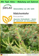 SAFLAX - Garden to go - Mädchenkiefer - 10 Samen