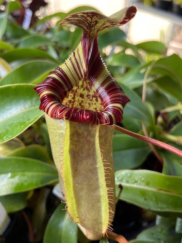 Nepenthes sibuyanensis - , x