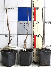 Sorbus auc. "Fastigiata"   -