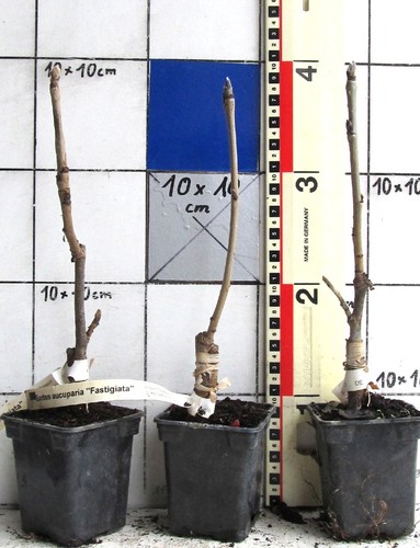 Sorbus auc fastigiata - "fastigiata",