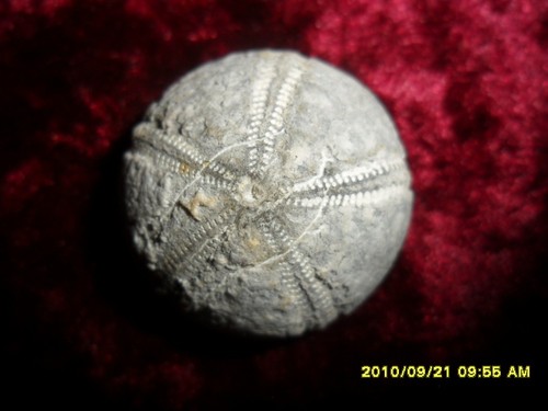 Fossilien seeigel galerites - fossilien, seeigel-galerites--