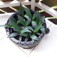 3 kräftige, wüstenerprobte ca. 15cm hohe Agaven Ableger