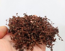 Efeu Miniatur herbstlich rote Blätter - Pflanze Modellbau, Diorama, Eisenbahn