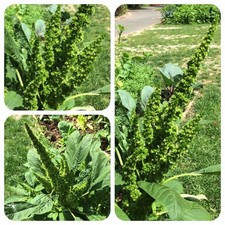 Guter Heinrich Chenopodium bonus-henricus Wilder Spinat Heilpflanze Gemüse 