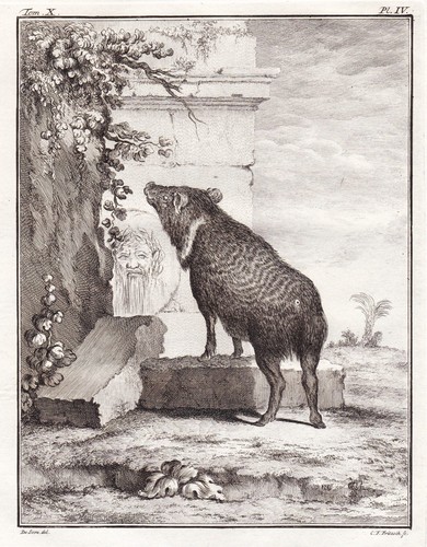 Skunk pig schwein peccary - skunk,