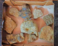 💖 Fossiliensammlung 4