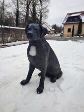 Labrador lebensgroß Figur Hundefigur lebensgroßer Hund Gartendeko 66x54x31 cm