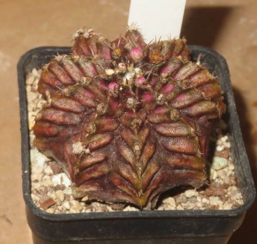Gymnocalycium rex t lux - gymnocalycium, x