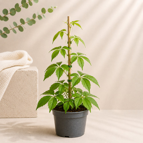 Wilder wein parthenocissus - |,