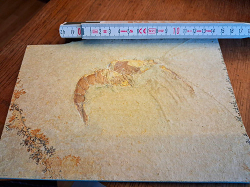 Krebs aeger tipularius - aeger, fossil