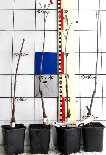 Sorbus aucuparia wettra - aucuparia,