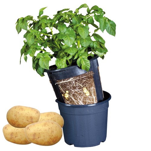 Kartoffel-Zwiebel-Pflanztopf