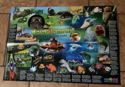 Wissensposter medizini wie - wissensposter,