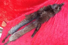 schöne , alte Fuchs-Stola   