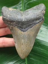 10,2 cm dolchförmiger Zahn