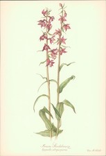 Braune Stendelwurz - Epipactis atropurpurea. Druck nach Aquarell von Elsa M. Fel