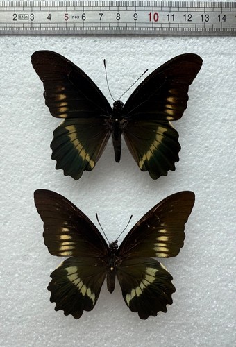 Battus polydamas neodamas pair