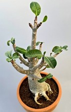 Sehr schöne Handverlesene Kräftige Adenium Baobab Wüstenrose 