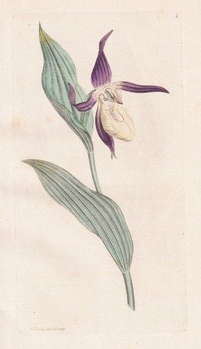 Cypripedium calceolus - cypripedium,