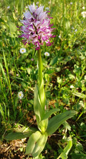 Affen knabenkraut orchis simia - affen-knabenkraut,