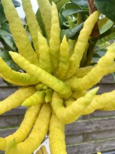 Buddhas Hand (Citrus medica