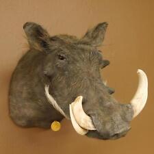 Warzenschwein Medaille Schwein Keiler Kopf Präparat HL max. 22,4 cm 95.11.15