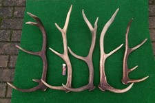 5 Rothirsch Abwurfstangen