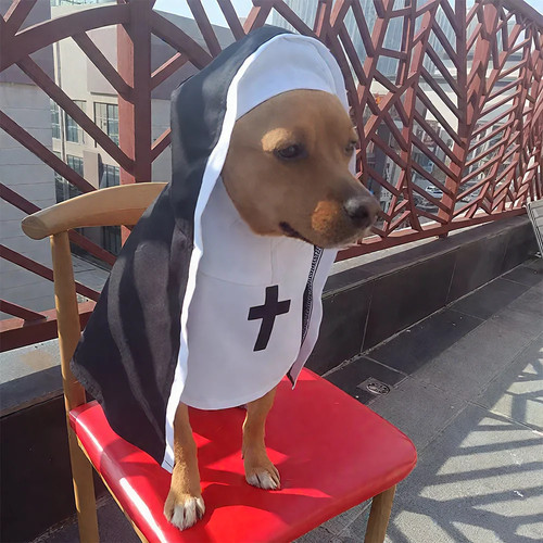 Halloween hundekleidung - halloween,