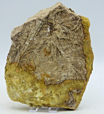 Jura fossil pentacrinites - fossil,