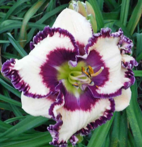 Taglilie daylily hemerocalls - daylily,