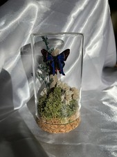 Echter schmetterling präparat - schmetterling,