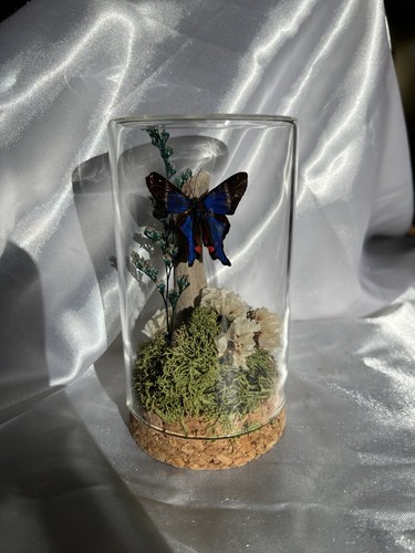 Echter schmetterling präparat - echter,